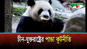 যুক্তরাষ্ট্র যাচ্ছে চীনের দুই পান্ডা, সুদীর্ঘ হচ্ছে চীন যুক্তরাষ্ট্র সম্পর্ক