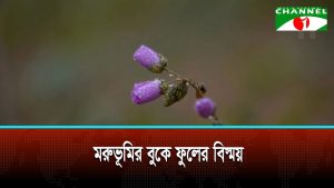 মরুভূমির বুকে ফুলের বিস্ময়